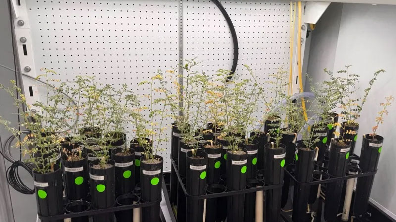 科学者たちは人工月面土でエンドウ豆を育てていますが、スープとして試すことには踏み切れません