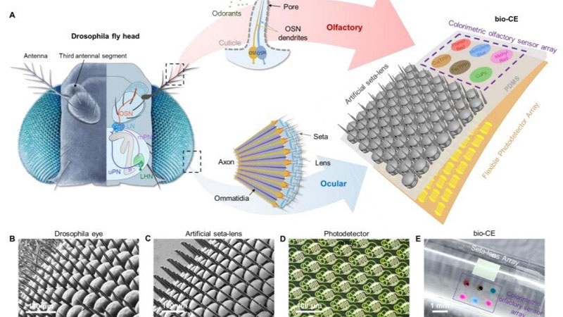中国はドローン用に「フライアイ」を開発し、パノラマ視界と嗅覚センサーを実現しました